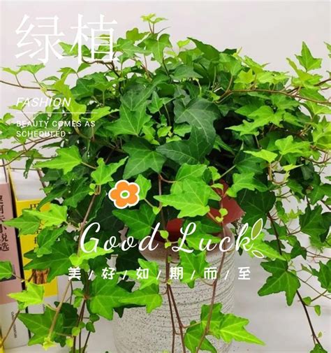 常春藤 照顧|常春藤植物照顧指南：讓你的常春藤茁壯成長 